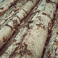 Buy canvas prints of Giant cut trees in the woods by Ingo Menhard