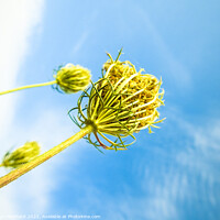 Buy canvas prints of A low angle shot of growing wild carrot plants under the sunny s by Ingo Menhard