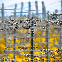 Buy canvas prints of Selective focus shot of barbed wires by Ingo Menhard