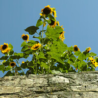 Buy canvas prints of Vertical shot of beautiful sunflowers growing over a wall by Ingo Menhard