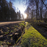 Buy canvas prints of Low angle view to a forest path by Ingo Menhard