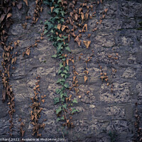 Buy canvas prints of Closeup shot of a stone wall and muggling branches with green an by Ingo Menhard