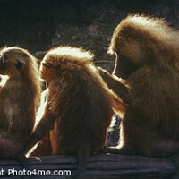 Buy canvas prints of Sunshine monkeys by Ingo Menhard