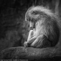 Buy canvas prints of Lonely monkey by Ingo Menhard