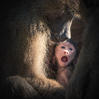 Buy canvas prints of Save monkey baby by Ingo Menhard