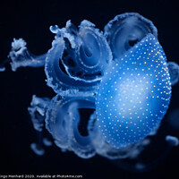 Buy canvas prints of Blue motion jellyfish by Ingo Menhard