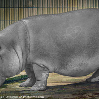Buy canvas prints of The hippo by Ingo Menhard