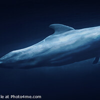 Buy canvas prints of Floating dolphin by Ingo Menhard