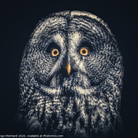 Buy canvas prints of Owl Joe by Ingo Menhard