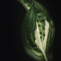 Buy canvas prints of A simple but beautiful looking leaf artwork. by Ingo Menhard