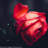 Buy canvas prints of The beauty of a red rose by Ingo Menhard