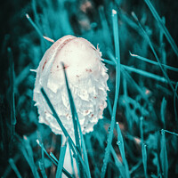 Buy canvas prints of Young parasol mushroom by Ingo Menhard