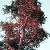 Buy canvas prints of Red hair tree by Ingo Menhard