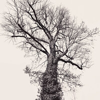 Buy canvas prints of Black and artful big tree on beige background by Ingo Menhard
