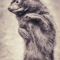 Buy canvas prints of Mr. Fred the dwarf mongoose by Ingo Menhard