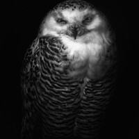 Buy canvas prints of Silvy the owl by Ingo Menhard
