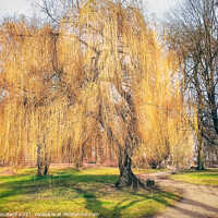 Buy canvas prints of Weeping willow tree by Ingo Menhard