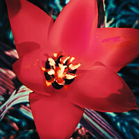 Buy canvas prints of Red Tulipa linifolia by Ingo Menhard