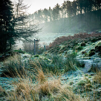 Buy canvas prints of Frosty woodland morning.  by Craig Cunliffe