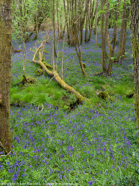 Bluebells  Picture Board by John Rae