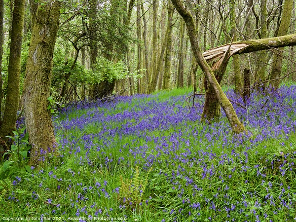 Fallen tree with bluebells Picture Board by John Rae