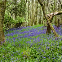 Buy canvas prints of Fallen tree with bluebells by John Rae