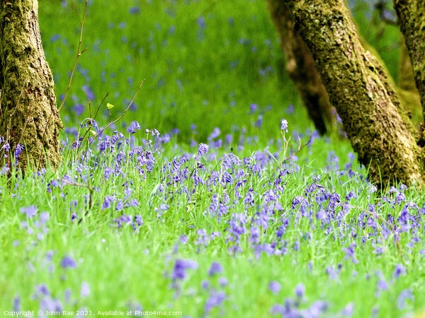 Bluebells Picture Board by John Rae