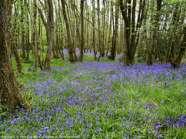 Bluebells Picture Board by John Rae