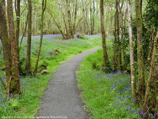 Path through RSPB Loch Lomond Picture Board by John Rae