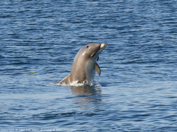A dolphin in the river Clyde Picture Board by John Rae