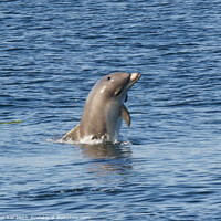 Buy canvas prints of A dolphin in the river Clyde by John Rae