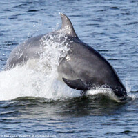Buy canvas prints of Dolphin on the river Clyde by John Rae