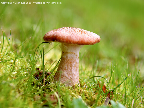 Mushroom Picture Board by John Rae