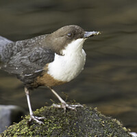 Buy canvas prints of Dipper on the water by Degree North