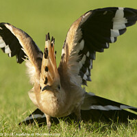 Buy canvas prints of Hoopoe wing Stretch by Degree North