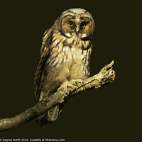 Buy canvas prints of Short Eared Owl by Degree North