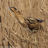 Buy canvas prints of Bittern in the reeds by Degree North