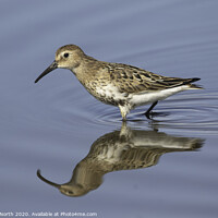 Buy canvas prints of Dunlin by Degree North