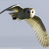 Buy canvas prints of Barn owl flying by Degree North