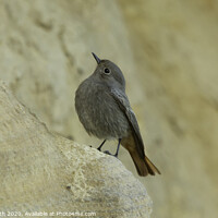 Buy canvas prints of Black redstart by Degree North