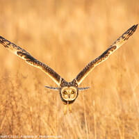 Buy canvas prints of Short eared owl by Degree North