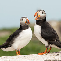 Buy canvas prints of Two Puffins by Degree North