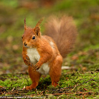 Buy canvas prints of A squirrel standing on grass by Degree North