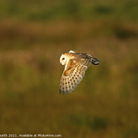 Buy canvas prints of A barn owl hunting early evening by Degree North