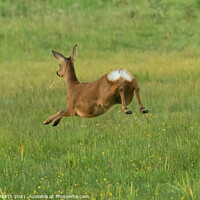 Buy canvas prints of Jumping Roe Deer by Degree North