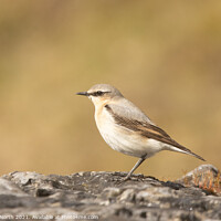 Buy canvas prints of Wheatear by Degree North
