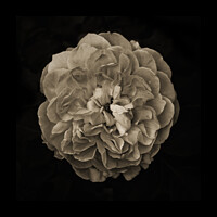 Buy canvas prints of Beautiful Imperfection (Rose) by Gavin Gallivan