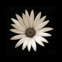 Buy canvas prints of Beautiful Imperfection (Daisy) by Gavin Gallivan