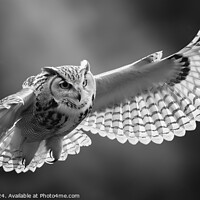 Buy canvas prints of Owl in Flight by Alan Taylor