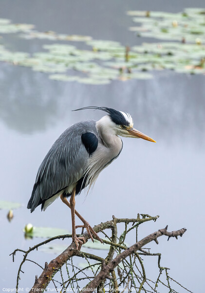 Stunning Grey Heron Amidst Misty Lily Ponds Picture Board by Tracey Turner